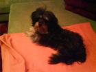 Yorkie-Mischling 02. 12. 2022