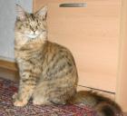 2 Maine Coon Damen suchen.