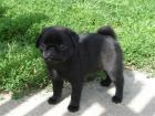 Mopswelpen Mopsbaby Mops Pug süsse Möpse