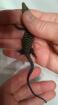 Trauerwarane Varanus tristis orientalis kleinbleibender Waran
