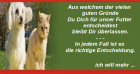 Gesundes im Napf Katzenfutter