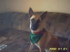 Suche ein malinois-weibchen.