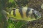 Verkaufe junge seltene Barsche Haplochromis obliquidens
