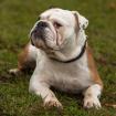 SUGAR-BABY - charmante Englische Bulldogge - 7 Jahre - Tierhilfe-Franken e. V.