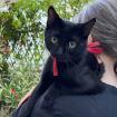 OREO - europäische Hauskatze - ca. Monate - Tierhilfe-Franken e. V.