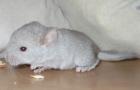 Chinchillas in verschiedenen Farben