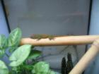 -0 0 8 Phelsuma mad. grandis darunter 2 high reds