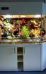 Paludarium / Terrarium für Pfeilgiftfrösche Dendrobaten