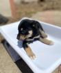 Santana sucht ein passendes Zuhause