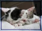Süße Rassemix Kitten Ragdoll / EKH suchen neues Zuhause
