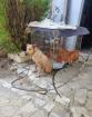 Notfellchen Athina sucht ein passendes Zuhause