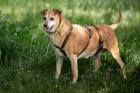 HALLE - Pinscher-Mix - 7 Jahre - Tierhilfe-Franken e. V.