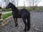 Suche eine Zuverlässige Reitbeteiligung für einen Friesen Mix Wallach