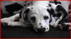 VDH/DDC/FCI Dalmatinerwelpen Precious Luv Anfang Februar 2022