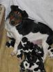 9 Jack-Russell-Terrier-Welpen auf einen Streich