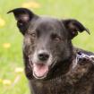 FREYA - liebenswerter Mischling - 6 Jahre - Tierhilfe-Franken e. V.