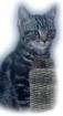 Bkh Kater SilverTabby 14Wochen sucht neues Zuhause