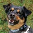 LEGO - Pinscher-Mix - 5 Jahre - Tierhilfe-Franken e. V.