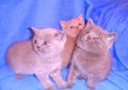 1 Kartäuser/BKH Kater reinblau 2 Kartäuser/BKH Mädchen reinblau u. lilac zu