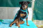 TIPSIE - sanftmüdiger Rottweiler - 10 Jahre - Tierhilfe-Franken e. V.