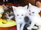 Türkisch angora kitten suchen Dosenöffner
