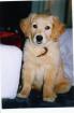 Süsse Golden Retriever Babys nur in gute Hände