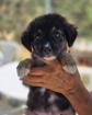 Malika sucht ein passendes Zuhause