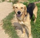 Fee sucht ein passendes Zuhause