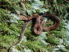 Belize Boa Crawl Cay Boa constrictor imperator