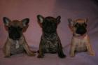 Franz. Bulldoggen - 8 Wochen