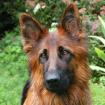 MINARA - ruhiger Altdeutscher Schäferhund - 2 Jahre 8 Monate - Tierhilfe-Franken