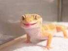 Kronengeckos Leopardgeckos Phelsumen abzugeben Top Tiere