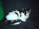 Süße kleine Tricolor-Katze zu verschenken
