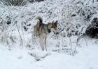 Husky Hündin zum Decken gesucht