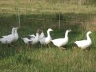 Leinegänse zu verkaufen