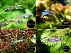 Endler Guppy reinerbig ab 1 50Euro Versand