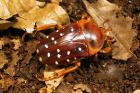 Cetonides lives Available breeding