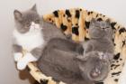 1 Persermädchen und drei Exotic Shorthair Kitten kurzhaarige Perser