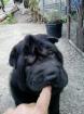 Wunderschöner schwarzer Shar Pei Welpe Hündin 10 Wochen