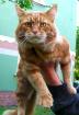 Maine Coon Kater 3 Jahre alt.
