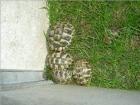 Verk. griechische landschildkröten 2022