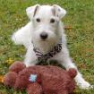 WHITE SNOOP - temperamentvoller Parson Russell - 10 Jahre - Tierhilfe-Franken e.