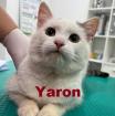 Yaron-aus dem Tierschutz