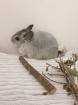 Chinchillajungtiere Angora