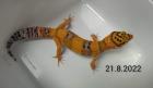 Leopardgecko Männchen Blood x Bold Bandit