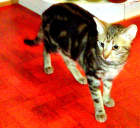 VERMISST KATER ELVIS SEIT SAMSTAG DEN 26. 05 ABENDS IN WINTERBACH
