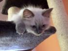 Ragdoll Kätzchen