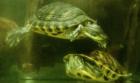 Suche junge Clemmys guttata Tropfenschildkröte