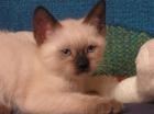 Siamkatze-baby sucht ein neues warmes zuhause