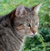Baccarddi - sucht dringend ein Zuhause aus dem Tierschutz / gechipt geimpft kastriert